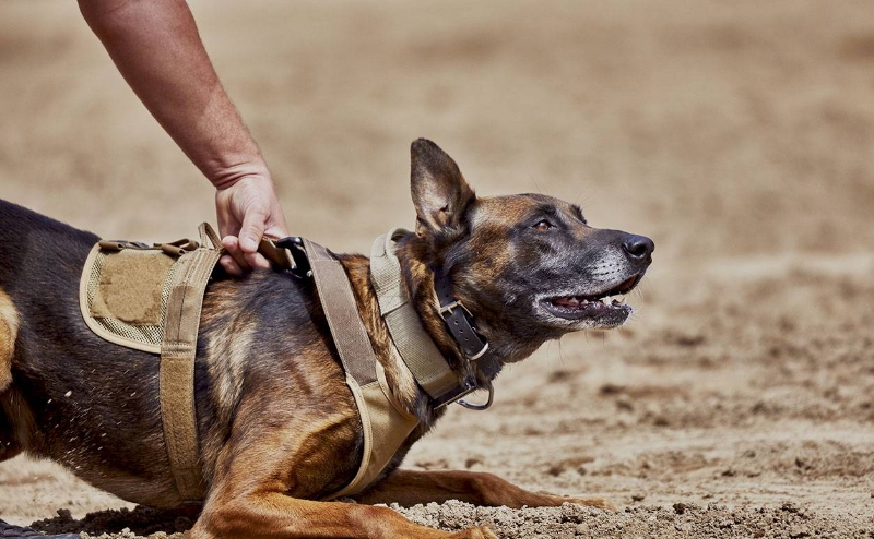 Cdo Securite Boite De Securite Pugnac Agent De Securite Conducteur Canin Dintervention 1 1